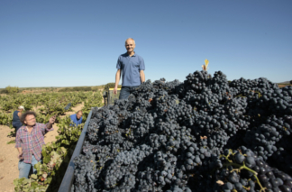 Traubenernte für den Bobal y Merlot