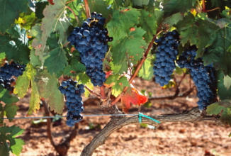 Die Bobal-Reben für den Bobal y Tempranillo