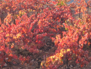 Weingarten Bodegas Palmera